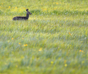 Single Roe Deer in wetlands grassy meadows during summer period © Art Media Factory