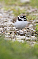 Single Little Ringed Plover bird on grassy wetlands during a spring nesting period
