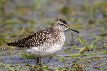 Single Wood sandpiper bird on grassy wetlands during a spring nesting period