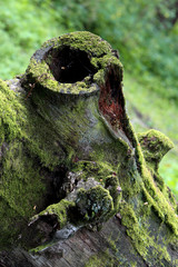 Wood landscape - forest in summer season by the Lampasz Lake in Masuria region in Poland