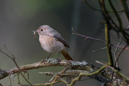 Single female Common Redstart bird on a tree branch during a spring nesting period