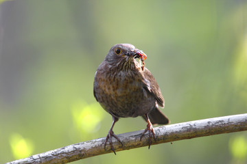 Single female Blackbird bird on a tree branch during a spring nesting period