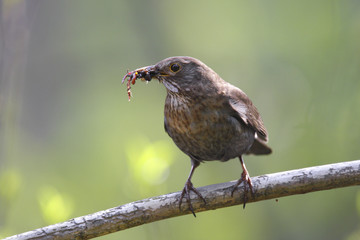 Single female Blackbird bird on a tree branch during a spring nesting period