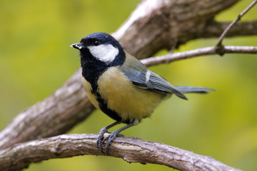 Single Great tit bird on a tree branch during a spring nesting period © Art Media Factory