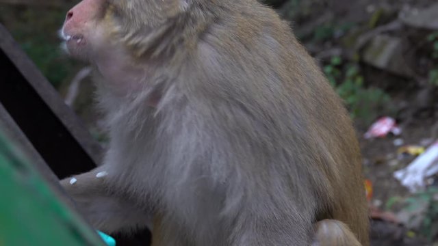Rhesus macaque (Macaca mulatta) eating food from dumpster 