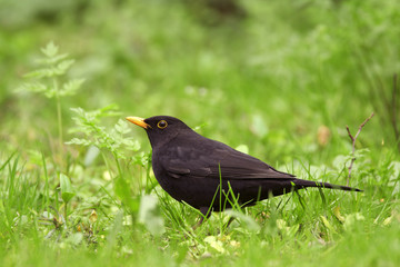 Single male Blackbird bird on grassy wetlands during a spring nesting period