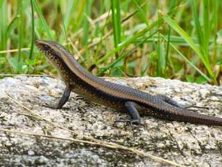 Close up of a small black lizard with stripes agaisnt nature background