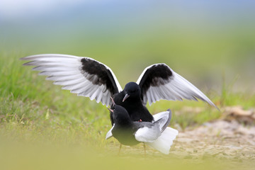 Pair of mating White-winged Black Tern birds on grassy wetlands during a spring nesting period