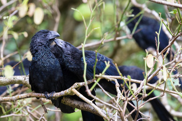 groove-billed ani  - Crotophaga sulcirostris