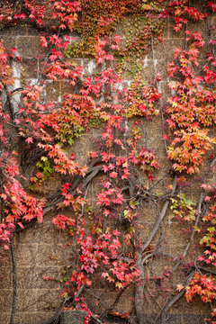 Wall covered by red climbing ivy leaves fall background