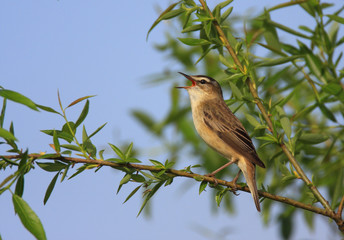 Single Sedge Warbler bird on a tree branch during a spring nesting period