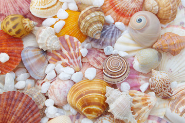 Seashells background close up