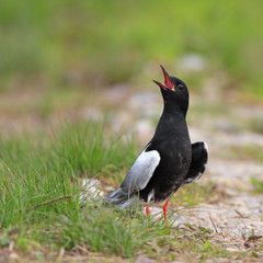 Single White-winged Black Tern bird on grassy wetlands during a spring nesting period