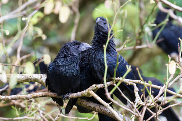 groove-billed ani  - Crotophaga sulcirostris