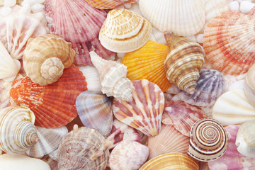 Colorful seashells with pearls and stones as background