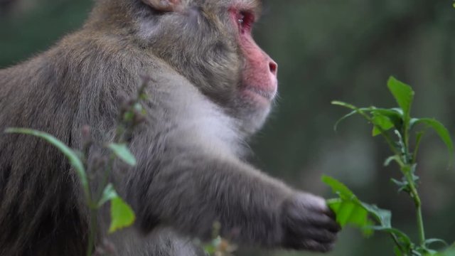 Rhesus macaque (Macaca mulatta) monkey eating plant leaves in forest 