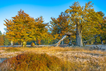 Bayerischer Wald, Nationalpark