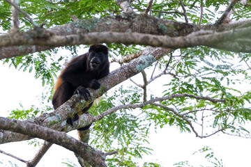 howler monkey in Costa Rica