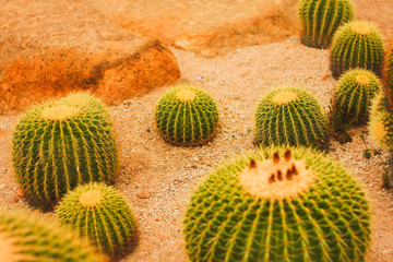 Large round cactus