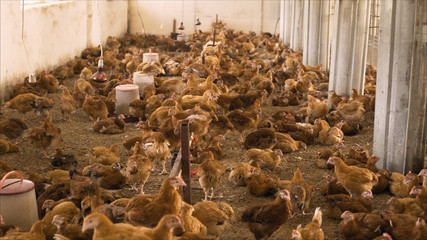 Chicken on the farm. Chicken in the henhouse. Little red chicken on the farm