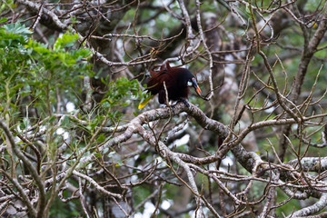 The black oropendola -Psarocolius guatimozinus