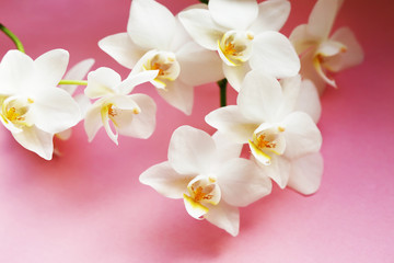Fototapeta na wymiar Orchid beautiful flower close up macro