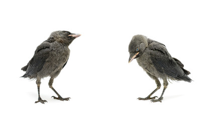 bird isolated on white background