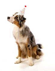 anniversaire de chien