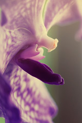Orchid beautiful flower close up macro