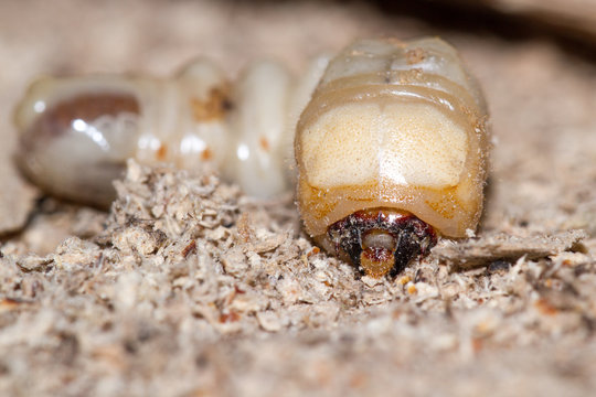 Round Headed Borer Larva