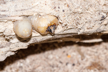 Round Headed Borer Larva
