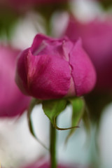 Rose flower beautiful background in vintage style for women's day and st valentine