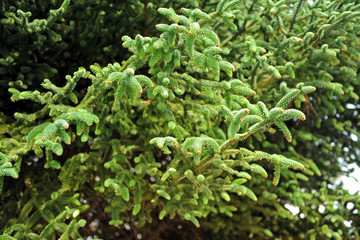 Foreground of a pinsapo (abies pinsapo), unique fir species that is conserved in the Sierra de Grazalema Natural Park, province of Cádiz, Spain