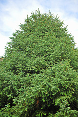 Pinsapo (abies pinsapo) en el Parque Natural Sierra de Grazalema, provincia de Cádiz, España 