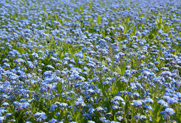 Forget me nots flowers meadow