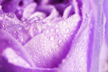 Rose purple flower beautiful background in vintage style for women's day and st valentine