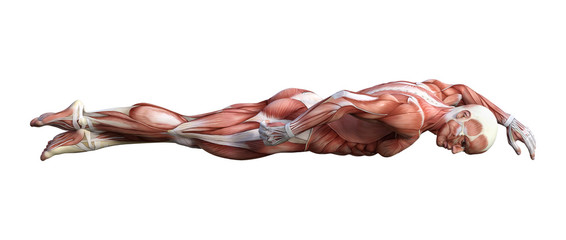 3D Rendering Male Anatomy Figure on White