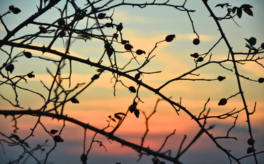 Fototapeta na wymiar Sunset in autumn