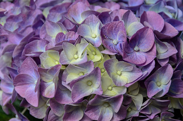 Violet, mauve Hydrangea flowers in a vase, hortensia petals close up, ornamental plant vintage background © Negoi Cristian