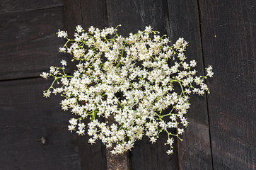 White bunch flowers of Sambucus, green leafs shrub. The various species are commonly called elder or elderberry, wood background