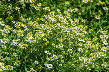 White daisy field flowers, margaret wild meadow, close up