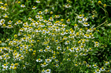 White daisy field flowers, margaret wild meadow, close up