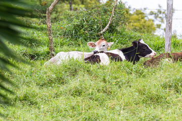 young dairy cows © wollertz