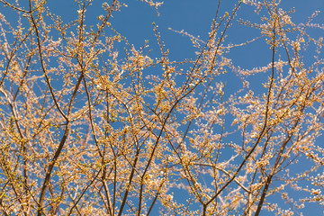 flowering spring plant blooming cherry