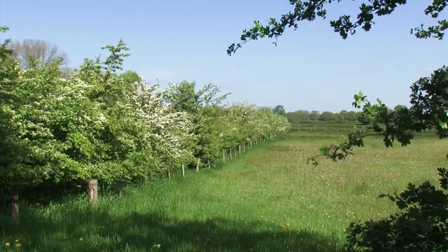 Dutch river forelands in spring, old agricultural landscape, characterised by small fields surrounded by hawthorn hedgerows + pan.  IJSSEL, THE NETHERLANDS