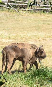 European bison (Bison bonasus), wisent or the European wood (Zimbru), living in the green forest, portrait close up