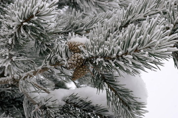 Ветка сосны в снегу  © Natali Arkhangelsk