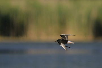 The White-winged Tern, or White-winged Black Tern (Chlidonias leucopterus), Greece	