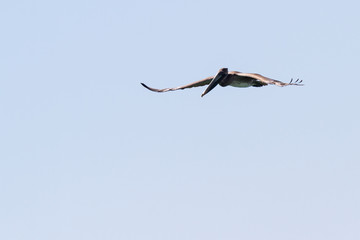 pelican in flight