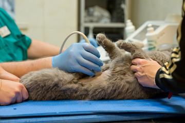 Veterinary doctor makes an ultrasound examination of a cat. Cat on ultrasound diagnosis in a...